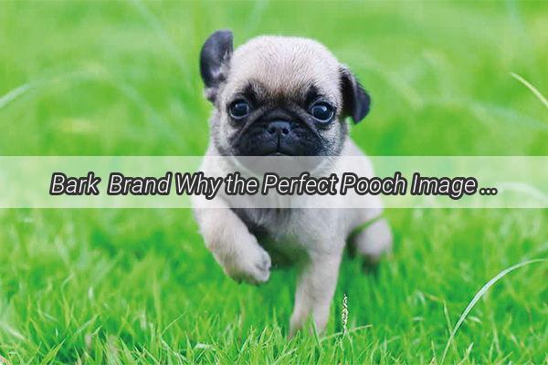 Bark  Brand Why the Perfect Pooch Image is Key to a Winning Logo